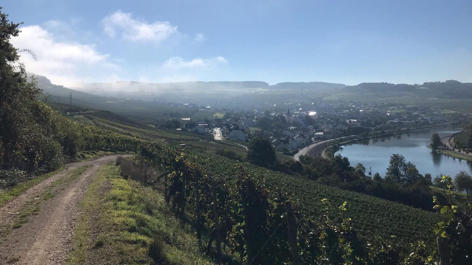 Gastehaus Und Weingut Bernd Frieden Hotell Nittel Exteriör bild