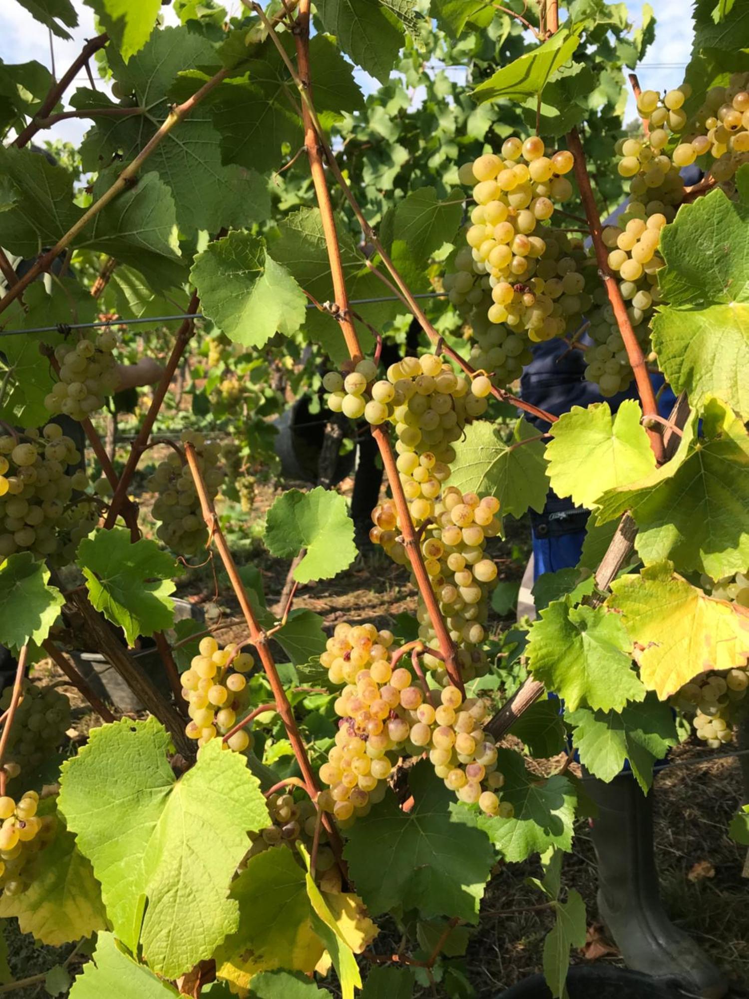 Gaestehaus Und Weingut Bernd Frieden Nittel Exteriör bild