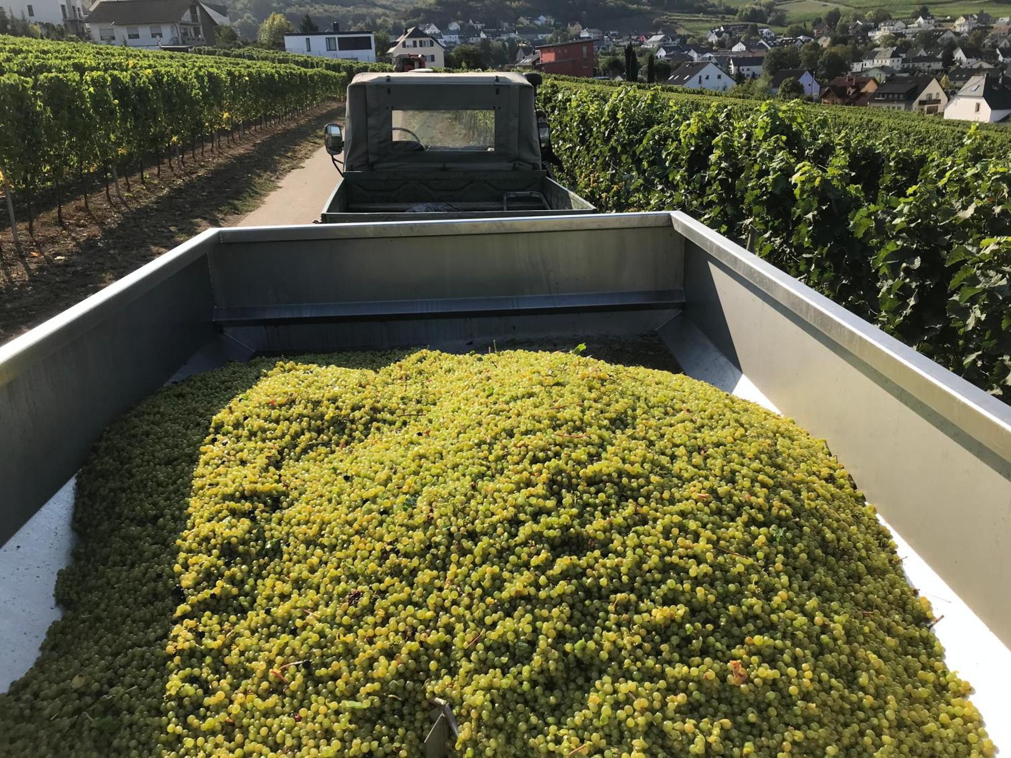 Gaestehaus Und Weingut Bernd Frieden Nittel Exteriör bild