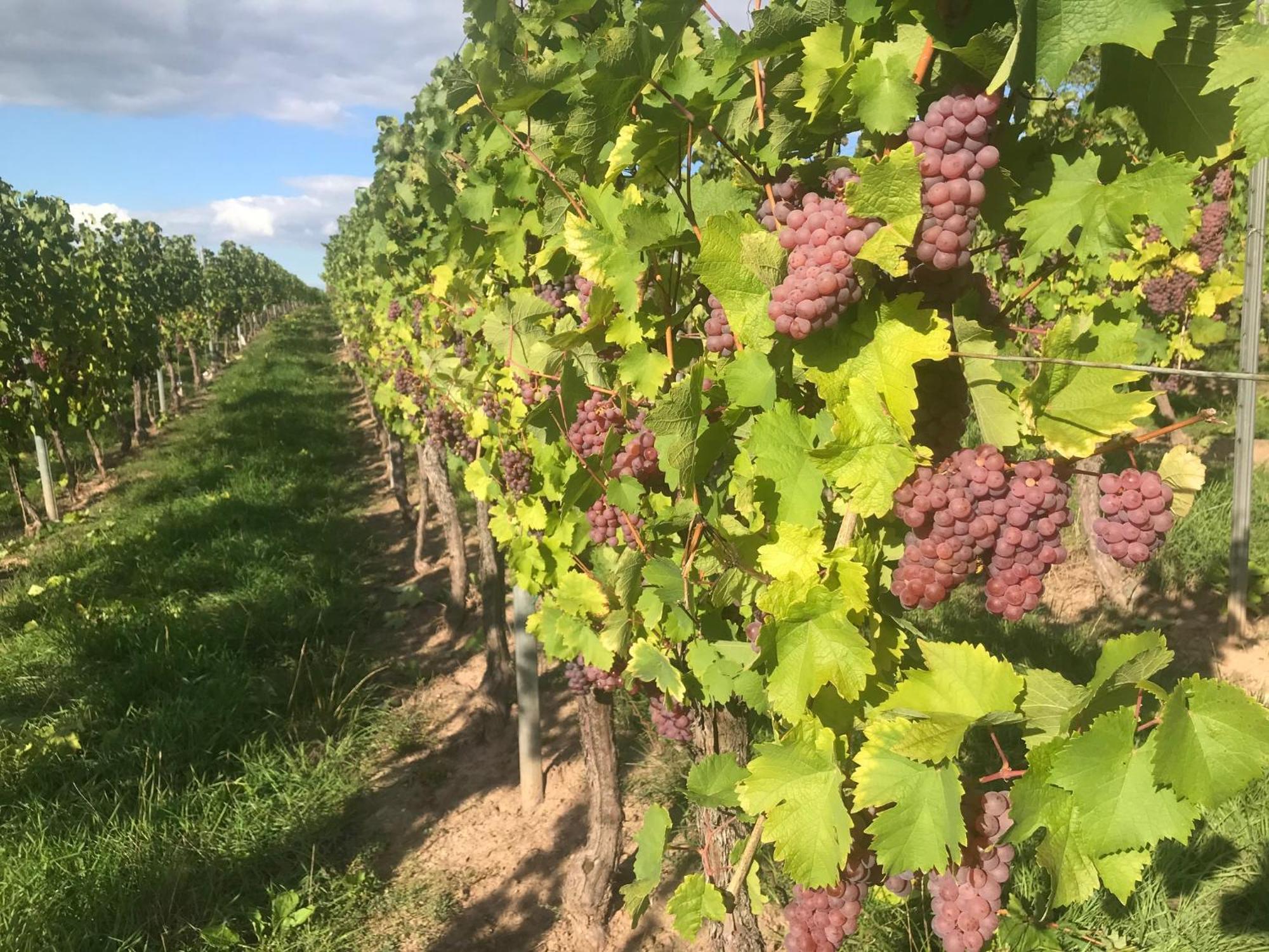 Gaestehaus Und Weingut Bernd Frieden Nittel Exteriör bild