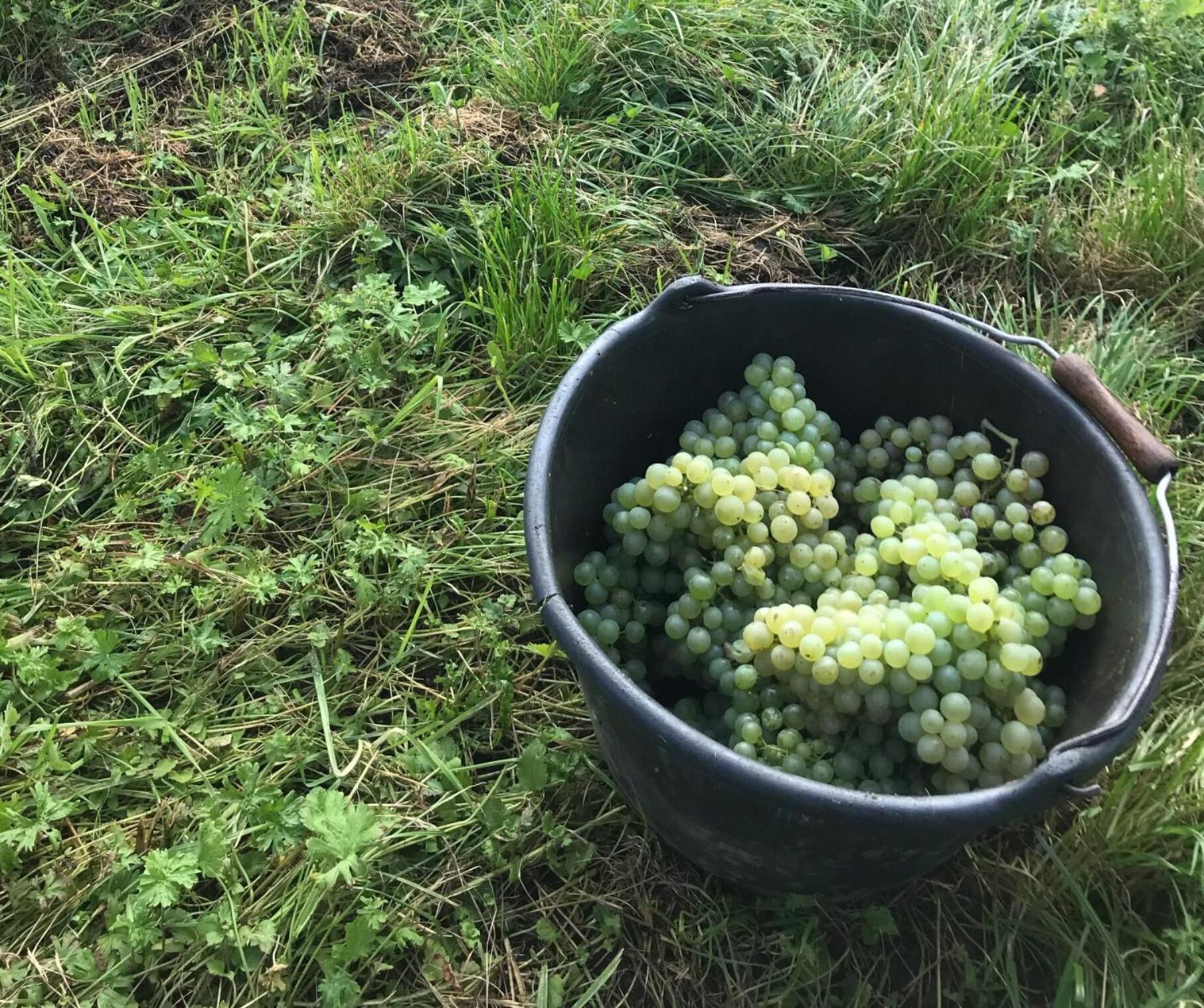 Gaestehaus Und Weingut Bernd Frieden Nittel Exteriör bild